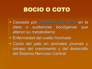 BOCIO O COTO
 Causada por deficiencia de Yodo en la
dieta o sustancias bociógenas que
alteran su metabolismo
 Enfermedad del cuello hinchado
 Caída del pelo en animales jóvenes y
retraso del crecimiento y del desarrollo
del Sistema Nervioso Central
 