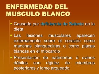 ENFERMEDAD DEL
MUSCULO BLANCO
 Causada por deficiencia de Selenio en la
dieta
 Las lesiones musculares aparecen
externamente sobre el corazón como
manchas blanquecinas o como placas
blancas en el miocardio
 Presentación de natimortos ú ovinos
débiles con rígidez de miembros
posteriores y lomo arqueado
 
