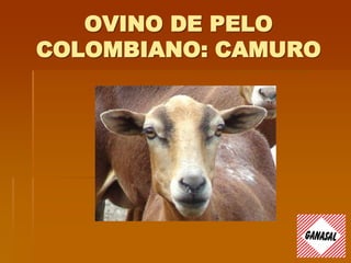 OVINO DE PELO
COLOMBIANO: CAMURO
 