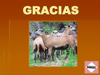 GRACIAS
 