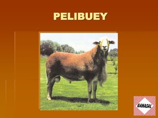 PELIBUEY
 