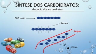 G G G G G G G
G G G G G G G
GG
G
GG
G
G
Célula
SÍNTESE DOS CARBOIDRATOS:
absorção dos carboidratos
Sangue
CHO bruto
Enzima
 