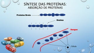 SÍNTESE DAS PROTEÍNAS:
ABSORÇÃO DE PROTEÍNAS
Al Iso Leu Gl Met Glu
Célula
Al Iso Leu Gl Met Glu
Proteína Bruta
Sangue
Al
Iso
Leu
Gl
Met
Glu
Enzima
 