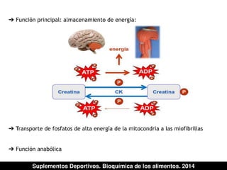 ➔ Función principal: almacenamiento de energía: 
➔ Transporte de fosfatos de alta energía de la mitocondria a las miofibrillas 
➔ Función anabólica 
Suplementos Deportivos. Bioquímica de los alimentos. 2014 
 
