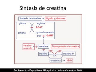 Síntesis de creatina 
Suplementos Deportivos. Bioquímica de los alimentos. 2014 
 