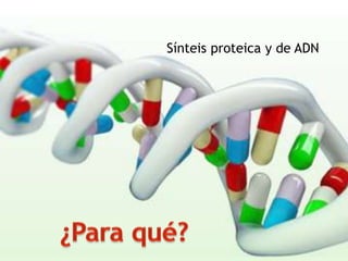 Sínteis proteica y de ADN
 
