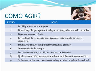 COMO AGIR?
PASSO AÇÃO
1 Certifique se o local é seguro.
2 Fique longe de qualquer animal que esteja agindo de modo estranho
3 Ligue para a emergência.
4 Lave o local de ferimento com água corrente e sabão se estiver
disponível.
5 Estanque qualquer sangramento aplicando pressão.
6 Observe sinais de choque.
7 Em caso de animal, certifique o Centro de Zoonose.
8 Qualquer mordida que rompa a pele,encaminhe a vítima ao médico.
9 Se houver inchaço ou hematoma, coloque bolsa de gelo sobre o local.
 