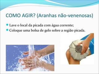 COMO AGIR? (Aranhas não-venenosas)
Lave o local da picada com água corrente;
Coloque uma bolsa de gelo sobre a região picada.
 