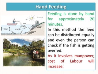 Feeding is done by hand
for approximately 20
minutes.
In this method the feed
can be distributed equally
and even the person can
check if the fish is getting
overfed.
As it involves manpower,
cost of Labour will
increase.
Hand Feeding
 