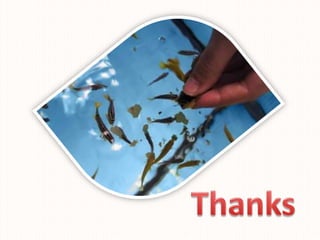 Supplementary-Fish-Feed