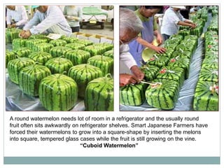 A round watermelon needs lot of room in a refrigerator and the usually round
fruit often sits awkwardly on refrigerator shelves. Smart Japanese Farmers have
forced their watermelons to grow into a square-shape by inserting the melons
into square, tempered glass cases while the fruit is still growing on the vine.
“Cuboid Watermelon”

 