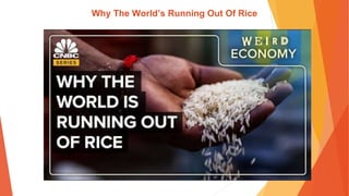 Why The World’s Running Out Of Rice
 