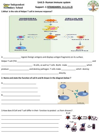Unit:3- Human immune system
  Qatar Independent
  Secondary School                    Support -1 (STANDARDS: 11.1,11.2)
1.What is the role of Helper T cell in immune response?




A ________________ ingests foreign antigens and displays antigen fragments on its surface.
Helper T cell (TH) ____________________________________________________________________ and
____________________________ - B cells, as well as T cells .Bcells make _________________ which
produce __________________ and destroy pathogen. T cells make _____________ which destroy
____________________________________________________ directly.

2. Name and state the function of cell A and B shown in the diagram below ?

A.______________________________
_________________________________
_________________________________                                                            A
B.__________________________________
                                                                B
___________________________________
____________________________________________________________________________


3.How does B Cell and T cell differ in their function to protect us from diseaes?
_______________________________________________________
_____________________________________________________
____________________________________________________
____________________________________________________
____________________________________________________
 