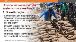 www.iita.org | www.cgiar.org
IITA is a member of the CGIAR System Organization.
How do we make our food
systems more resilient?
1. Breakthroughs
• Climate-resilient maize grown in
13 African countries deliver 30%
more yield with 2.1 M people lifted
out of poverty
• Drought-tolerant rice have
increased yield by between 15%
and 24%
• Improved fodder technologies
increased milk production
www.iita.org | www.cgiar.org
IITA is a member of the CGIAR System Organization.
 