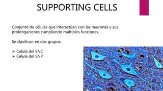 Support Function Cell Supporting cells | PPTX