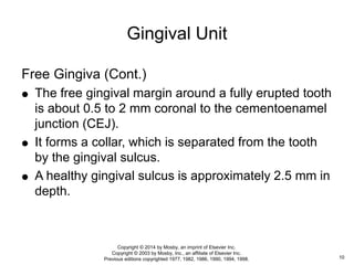 Free Gingiva (Cont.)
 The free gingival margin around a fully erupted tooth
is about 0.5 to 2 mm coronal to the cementoenamel
junction (CEJ).
 It forms a collar, which is separated from the tooth
by the gingival sulcus.
 A healthy gingival sulcus is approximately 2.5 mm in
depth.
Gingival Unit
10
Copyright © 2014 by Mosby, an imprint of Elsevier Inc.
Copyright © 2003 by Mosby, Inc., an affiliate of Elsevier Inc.
Previous editions copyrighted 1977, 1982, 1986, 1990, 1994, 1998.
 