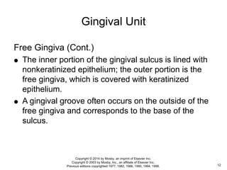 Free Gingiva (Cont.)
 The inner portion of the gingival sulcus is lined with
nonkeratinized epithelium; the outer portion is the
free gingiva, which is covered with keratinized
epithelium.
 A gingival groove often occurs on the outside of the
free gingiva and corresponds to the base of the
sulcus.
Gingival Unit
12
Copyright © 2014 by Mosby, an imprint of Elsevier Inc.
Copyright © 2003 by Mosby, Inc., an affiliate of Elsevier Inc.
Previous editions copyrighted 1977, 1982, 1986, 1990, 1994, 1998.
 
