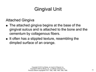 Attached Gingiva
 The attached gingiva begins at the base of the
gingival sulcus and is attached to the bone and the
cementum by collagenous fibers.
 It often has a stippled texture, resembling the
dimpled surface of an orange.
Gingival Unit
13
Copyright © 2014 by Mosby, an imprint of Elsevier Inc.
Copyright © 2003 by Mosby, Inc., an affiliate of Elsevier Inc.
Previous editions copyrighted 1977, 1982, 1986, 1990, 1994, 1998.
 
