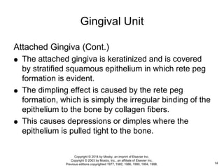 Attached Gingiva (Cont.)
 The attached gingiva is keratinized and is covered
by stratified squamous epithelium in which rete peg
formation is evident.
 The dimpling effect is caused by the rete peg
formation, which is simply the irregular binding of the
epithelium to the bone by collagen fibers.
 This causes depressions or dimples where the
epithelium is pulled tight to the bone.
Gingival Unit
14
Copyright © 2014 by Mosby, an imprint of Elsevier Inc.
Copyright © 2003 by Mosby, Inc., an affiliate of Elsevier Inc.
Previous editions copyrighted 1977, 1982, 1986, 1990, 1994, 1998.
 