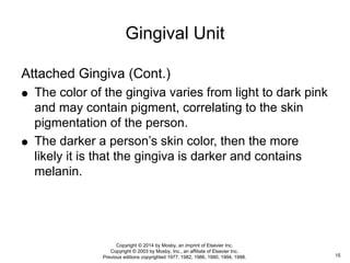 Attached Gingiva (Cont.)
 The color of the gingiva varies from light to dark pink
and may contain pigment, correlating to the skin
pigmentation of the person.
 The darker a person’s skin color, then the more
likely it is that the gingiva is darker and contains
melanin.
Gingival Unit
15
Copyright © 2014 by Mosby, an imprint of Elsevier Inc.
Copyright © 2003 by Mosby, Inc., an affiliate of Elsevier Inc.
Previous editions copyrighted 1977, 1982, 1986, 1990, 1994, 1998.
 