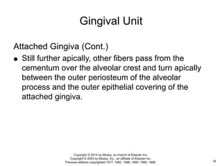 Attached Gingiva (Cont.)
 Still further apically, other fibers pass from the
cementum over the alveolar crest and turn apically
between the outer periosteum of the alveolar
process and the outer epithelial covering of the
attached gingiva.
Gingival Unit
18
Copyright © 2014 by Mosby, an imprint of Elsevier Inc.
Copyright © 2003 by Mosby, Inc., an affiliate of Elsevier Inc.
Previous editions copyrighted 1977, 1982, 1986, 1990, 1994, 1998.
 