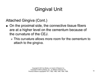 Attached Gingiva (Cont.)
 On the proximal side, the connective tissue fibers
are at a higher level on the cementum because of
the curvature of the CEJ.
 This curvature allows more room for the cementum to
attach to the gingiva.
Gingival Unit
19
Copyright © 2014 by Mosby, an imprint of Elsevier Inc.
Copyright © 2003 by Mosby, Inc., an affiliate of Elsevier Inc.
Previous editions copyrighted 1977, 1982, 1986, 1990, 1994, 1998.
 