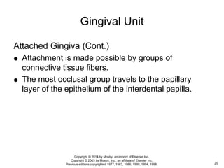 Attached Gingiva (Cont.)
 Attachment is made possible by groups of
connective tissue fibers.
 The most occlusal group travels to the papillary
layer of the epithelium of the interdental papilla.
Gingival Unit
20
Copyright © 2014 by Mosby, an imprint of Elsevier Inc.
Copyright © 2003 by Mosby, Inc., an affiliate of Elsevier Inc.
Previous editions copyrighted 1977, 1982, 1986, 1990, 1994, 1998.
 