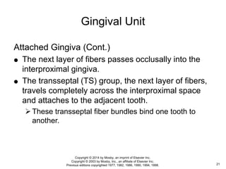 Attached Gingiva (Cont.)
 The next layer of fibers passes occlusally into the
interproximal gingiva.
 The transseptal (TS) group, the next layer of fibers,
travels completely across the interproximal space
and attaches to the adjacent tooth.
These transseptal fiber bundles bind one tooth to
another.
Gingival Unit
21
Copyright © 2014 by Mosby, an imprint of Elsevier Inc.
Copyright © 2003 by Mosby, Inc., an affiliate of Elsevier Inc.
Previous editions copyrighted 1977, 1982, 1986, 1990, 1994, 1998.
 