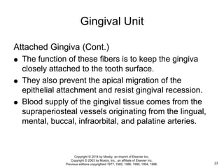 Attached Gingiva (Cont.)
 The function of these fibers is to keep the gingiva
closely attached to the tooth surface.
 They also prevent the apical migration of the
epithelial attachment and resist gingival recession.
 Blood supply of the gingival tissue comes from the
supraperiosteal vessels originating from the lingual,
mental, buccal, infraorbital, and palatine arteries.
Gingival Unit
23
Copyright © 2014 by Mosby, an imprint of Elsevier Inc.
Copyright © 2003 by Mosby, Inc., an affiliate of Elsevier Inc.
Previous editions copyrighted 1977, 1982, 1986, 1990, 1994, 1998.
 