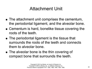  The attachment unit comprises the cementum,
the periodontal ligament, and the alveolar bone.
 Cementum is hard, bonelike tissue covering the
roots of the teeth.
 The periodontal ligament is the tissue that
surrounds the roots of the teeth and connects
them to alveolar bone.
 The alveolar bone is the thin covering of
compact bone that surrounds the teeth.
Attachment Unit
25
Copyright © 2014 by Mosby, an imprint of Elsevier Inc.
Copyright © 2003 by Mosby, Inc., an affiliate of Elsevier Inc.
Previous editions copyrighted 1977, 1982, 1986, 1990, 1994, 1998.
 