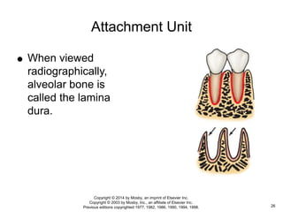 Attachment Unit
 When viewed
radiographically,
alveolar bone is
called the lamina
dura.
26
Copyright © 2014 by Mosby, an imprint of Elsevier Inc.
Copyright © 2003 by Mosby, Inc., an affiliate of Elsevier Inc.
Previous editions copyrighted 1977, 1982, 1986, 1990, 1994, 1998.
 