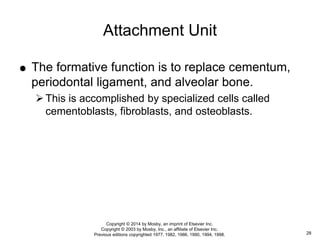  The formative function is to replace cementum,
periodontal ligament, and alveolar bone.
This is accomplished by specialized cells called
cementoblasts, fibroblasts, and osteoblasts.
Attachment Unit
28
Copyright © 2014 by Mosby, an imprint of Elsevier Inc.
Copyright © 2003 by Mosby, Inc., an affiliate of Elsevier Inc.
Previous editions copyrighted 1977, 1982, 1986, 1990, 1994, 1998.
 