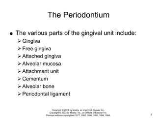  The various parts of the gingival unit include:
Gingiva
Free gingiva
Attached gingiva
Alveolar mucosa
Attachment unit
Cementum
Alveolar bone
Periodontal ligament
The Periodontium
3
Copyright © 2014 by Mosby, an imprint of Elsevier Inc.
Copyright © 2003 by Mosby, Inc., an affiliate of Elsevier Inc.
Previous editions copyrighted 1977, 1982, 1986, 1990, 1994, 1998.
 