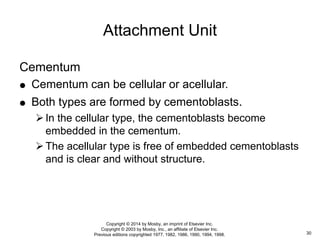 Cementum
 Cementum can be cellular or acellular.
 Both types are formed by cementoblasts.
In the cellular type, the cementoblasts become
embedded in the cementum.
The acellular type is free of embedded cementoblasts
and is clear and without structure.
Attachment Unit
30
Copyright © 2014 by Mosby, an imprint of Elsevier Inc.
Copyright © 2003 by Mosby, Inc., an affiliate of Elsevier Inc.
Previous editions copyrighted 1977, 1982, 1986, 1990, 1994, 1998.
 