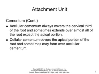 Cementum (Cont.)
 Acellular cementum always covers the cervical third
of the root and sometimes extends over almost all of
the root except the apical portion.
 Cellular cementum covers the apical portion of the
root and sometimes may form over acellular
cementum.
Attachment Unit
31
Copyright © 2014 by Mosby, an imprint of Elsevier Inc.
Copyright © 2003 by Mosby, Inc., an affiliate of Elsevier Inc.
Previous editions copyrighted 1977, 1982, 1986, 1990, 1994, 1998.
 