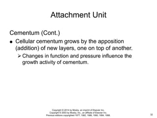 Cementum (Cont.)
 Cellular cementum grows by the apposition
(addition) of new layers, one on top of another.
Changes in function and pressure influence the
growth activity of cementum.
Attachment Unit
32
Copyright © 2014 by Mosby, an imprint of Elsevier Inc.
Copyright © 2003 by Mosby, Inc., an affiliate of Elsevier Inc.
Previous editions copyrighted 1977, 1982, 1986, 1990, 1994, 1998.
 