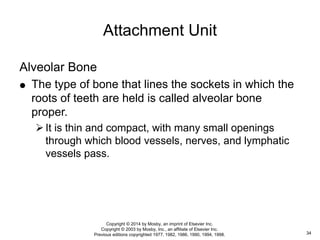 Alveolar Bone
 The type of bone that lines the sockets in which the
roots of teeth are held is called alveolar bone
proper.
It is thin and compact, with many small openings
through which blood vessels, nerves, and lymphatic
vessels pass.
Attachment Unit
34
Copyright © 2014 by Mosby, an imprint of Elsevier Inc.
Copyright © 2003 by Mosby, Inc., an affiliate of Elsevier Inc.
Previous editions copyrighted 1977, 1982, 1986, 1990, 1994, 1998.
 