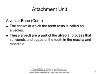 Alveolar Bone (Cont.)
 The socket in which the tooth rests is called an
alveolus.
 These alveoli are a part of the alveolar process that
surrounds and supports the teeth in the maxilla and
mandible.
Attachment Unit
35
Copyright © 2014 by Mosby, an imprint of Elsevier Inc.
Copyright © 2003 by Mosby, Inc., an affiliate of Elsevier Inc.
Previous editions copyrighted 1977, 1982, 1986, 1990, 1994, 1998.
 