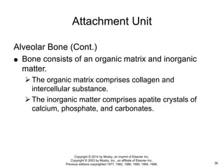 Alveolar Bone (Cont.)
 Bone consists of an organic matrix and inorganic
matter.
The organic matrix comprises collagen and
intercellular substance.
The inorganic matter comprises apatite crystals of
calcium, phosphate, and carbonates.
Attachment Unit
36
Copyright © 2014 by Mosby, an imprint of Elsevier Inc.
Copyright © 2003 by Mosby, Inc., an affiliate of Elsevier Inc.
Previous editions copyrighted 1977, 1982, 1986, 1990, 1994, 1998.
 