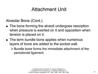 Alveolar Bone (Cont.)
 The bone forming the alveoli undergoes resorption
when pressure is exerted on it and opposition when
tension is placed on it.
 The term bundle bone applies when numerous
layers of bone are added to the socket wall.
Bundle bone forms the immediate attachment of the
periodontal ligament.
Attachment Unit
37
Copyright © 2014 by Mosby, an imprint of Elsevier Inc.
Copyright © 2003 by Mosby, Inc., an affiliate of Elsevier Inc.
Previous editions copyrighted 1977, 1982, 1986, 1990, 1994, 1998.
 