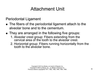 Periodontal Ligament
 The fibers of the periodontal ligament attach to the
alveolar bone and to the cementum.
 They are arranged in the following five groups:
1. Alveolar crest group: Fibers extending from the
cervical area of the tooth to the alveolar crest.
2. Horizontal group: Fibers running horizontally from the
tooth to the alveolar bone.
Attachment Unit
38
Copyright © 2014 by Mosby, an imprint of Elsevier Inc.
Copyright © 2003 by Mosby, Inc., an affiliate of Elsevier Inc.
Previous editions copyrighted 1977, 1982, 1986, 1990, 1994, 1998.
 