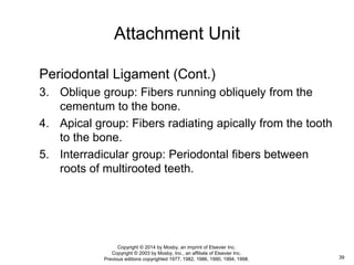 Periodontal Ligament (Cont.)
3. Oblique group: Fibers running obliquely from the
cementum to the bone.
4. Apical group: Fibers radiating apically from the tooth
to the bone.
5. Interradicular group: Periodontal fibers between
roots of multirooted teeth.
Attachment Unit
39
Copyright © 2014 by Mosby, an imprint of Elsevier Inc.
Copyright © 2003 by Mosby, Inc., an affiliate of Elsevier Inc.
Previous editions copyrighted 1977, 1982, 1986, 1990, 1994, 1998.
 