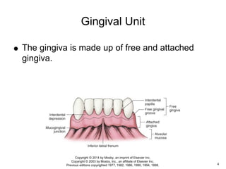Gingival Unit
 The gingiva is made up of free and attached
gingiva.
4
Copyright © 2014 by Mosby, an imprint of Elsevier Inc.
Copyright © 2003 by Mosby, Inc., an affiliate of Elsevier Inc.
Previous editions copyrighted 1977, 1982, 1986, 1990, 1994, 1998.
 