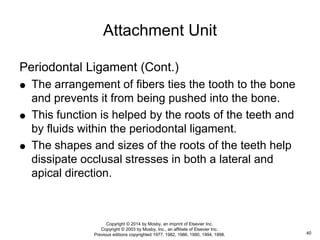 Periodontal Ligament (Cont.)
 The arrangement of fibers ties the tooth to the bone
and prevents it from being pushed into the bone.
 This function is helped by the roots of the teeth and
by fluids within the periodontal ligament.
 The shapes and sizes of the roots of the teeth help
dissipate occlusal stresses in both a lateral and
apical direction.
Attachment Unit
40
Copyright © 2014 by Mosby, an imprint of Elsevier Inc.
Copyright © 2003 by Mosby, Inc., an affiliate of Elsevier Inc.
Previous editions copyrighted 1977, 1982, 1986, 1990, 1994, 1998.
 