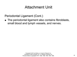 Periodontal Ligament (Cont.)
 The periodontal ligament also contains fibroblasts,
small blood and lymph vessels, and nerves.
Attachment Unit
42
Copyright © 2014 by Mosby, an imprint of Elsevier Inc.
Copyright © 2003 by Mosby, Inc., an affiliate of Elsevier Inc.
Previous editions copyrighted 1977, 1982, 1986, 1990, 1994, 1998.
 