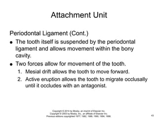 Periodontal Ligament (Cont.)
 The tooth itself is suspended by the periodontal
ligament and allows movement within the bony
cavity.
 Two forces allow for movement of the tooth.
1. Mesial drift allows the tooth to move forward.
2. Active eruption allows the tooth to migrate occlusally
until it occludes with an antagonist.
Attachment Unit
43
Copyright © 2014 by Mosby, an imprint of Elsevier Inc.
Copyright © 2003 by Mosby, Inc., an affiliate of Elsevier Inc.
Previous editions copyrighted 1977, 1982, 1986, 1990, 1994, 1998.
 