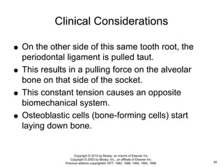  On the other side of this same tooth root, the
periodontal ligament is pulled taut.
 This results in a pulling force on the alveolar
bone on that side of the socket.
 This constant tension causes an opposite
biomechanical system.
 Osteoblastic cells (bone-forming cells) start
laying down bone.
Clinical Considerations
45
Copyright © 2014 by Mosby, an imprint of Elsevier Inc.
Copyright © 2003 by Mosby, Inc., an affiliate of Elsevier Inc.
Previous editions copyrighted 1977, 1982, 1986, 1990, 1994, 1998.
 