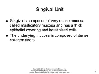  Gingiva is composed of very dense mucosa
called masticatory mucosa and has a thick
epithelial covering and keratinized cells.
 The underlying mucosa is composed of dense
collagen fibers.
Gingival Unit
5
Copyright © 2014 by Mosby, an imprint of Elsevier Inc.
Copyright © 2003 by Mosby, Inc., an affiliate of Elsevier Inc.
Previous editions copyrighted 1977, 1982, 1986, 1990, 1994, 1998.
 