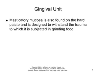  Masticatory mucosa is also found on the hard
palate and is designed to withstand the trauma
to which it is subjected in grinding food.
Gingival Unit
7
Copyright © 2014 by Mosby, an imprint of Elsevier Inc.
Copyright © 2003 by Mosby, Inc., an affiliate of Elsevier Inc.
Previous editions copyrighted 1977, 1982, 1986, 1990, 1994, 1998.
 