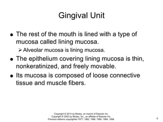  The rest of the mouth is lined with a type of
mucosa called lining mucosa.
Alveolar mucosa is lining mucosa.
 The epithelium covering lining mucosa is thin,
nonkeratinized, and freely movable.
 Its mucosa is composed of loose connective
tissue and muscle fibers.
Gingival Unit
8
Copyright © 2014 by Mosby, an imprint of Elsevier Inc.
Copyright © 2003 by Mosby, Inc., an affiliate of Elsevier Inc.
Previous editions copyrighted 1977, 1982, 1986, 1990, 1994, 1998.
 